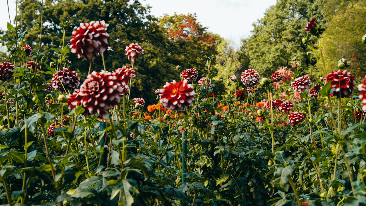 Flowers in a garden in Autumn in Dresden, Saxony, Germany. Photo by @conjulia